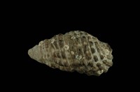 藏品(白葚蟹守螺)的圖片